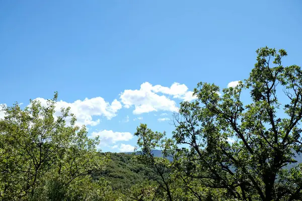 Parlak, açık bir günde, bir ormanın yemyeşil yaprakları arasından görünen, beyaz bulutlarla dolu, mavi bir gökyüzünün canlı bir görüntüsü. Yüksek kalite fotoğraf