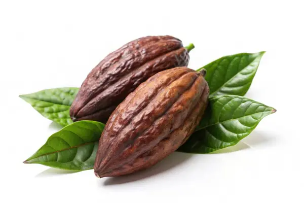 stock image Cocoa pods with Cocoa leaf isolated on white background