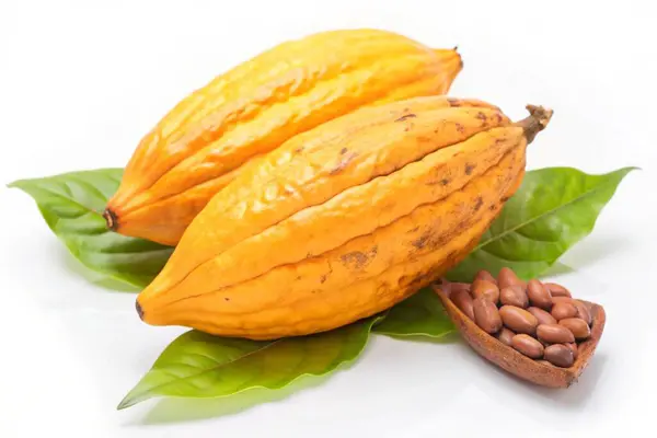 Stock image Cocoa pods with Cocoa leaf isolated on white background