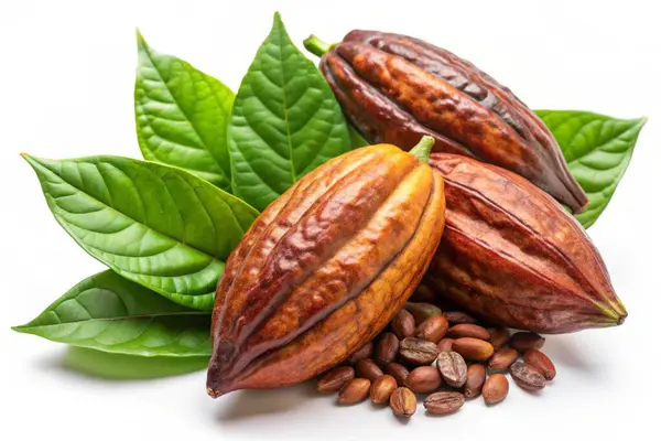 stock image Cocoa pods with Cocoa leaf isolated on white background