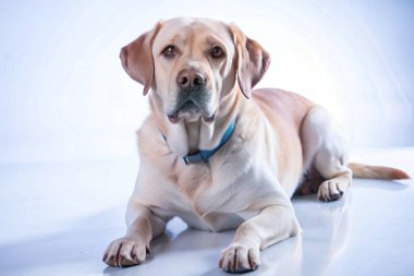 Labrador alımı beyaz arkaplanda izole edildi