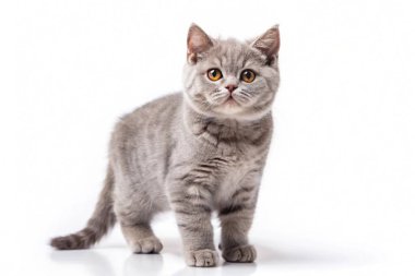 Standing British shorthair Cat isolated on white background clipart