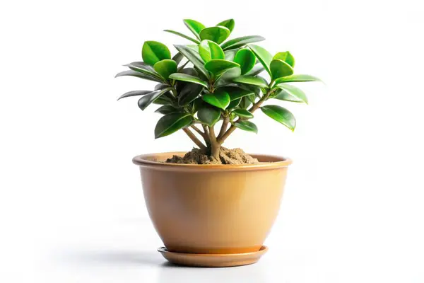 stock image Cute indoor plant isolated on white background