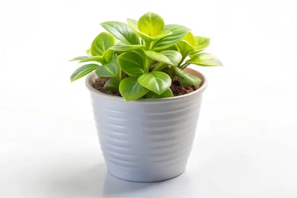 Stock image Cute indoor plant isolated on white background