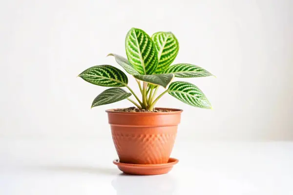 stock image Cute indoor plant isolated on white background