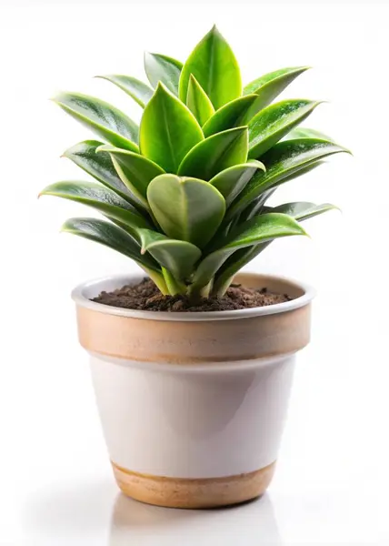 stock image Cute indoor plant isolated on white background