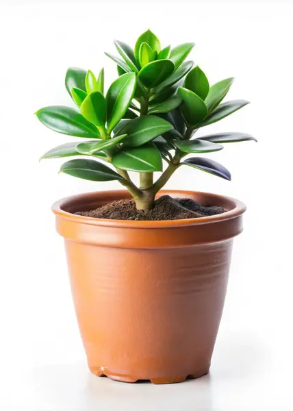 stock image Cute indoor plant isolated on white background