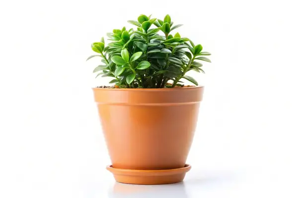 stock image Cute indoor plant isolated on white background