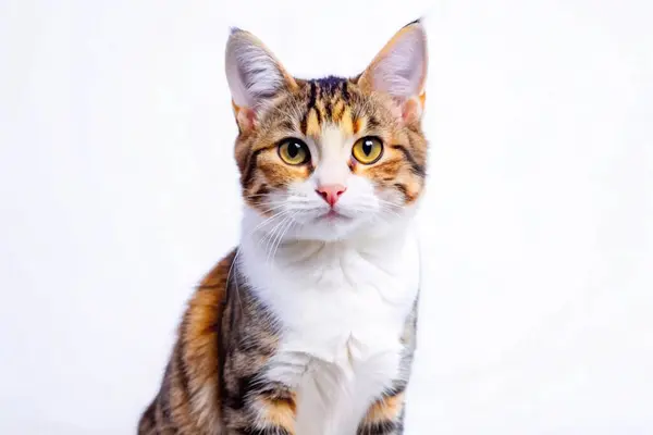 stock image Mixed-breed Cat isolated on white background