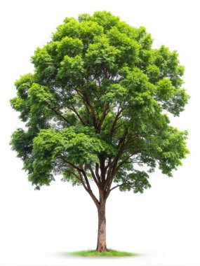 Green Tree isolated on white background clipart