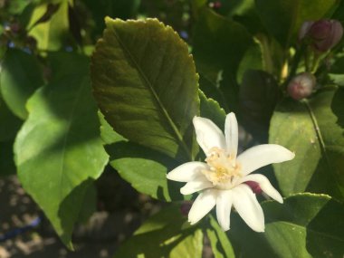 Dışarıda yetişen güzel çiçekler.