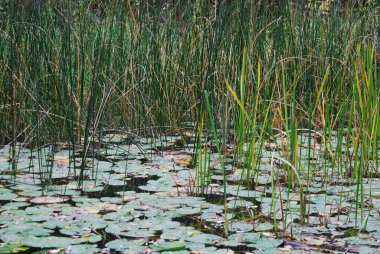 Göletli güzel bir bataklık manzarası.