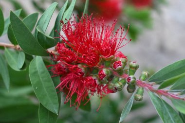 Açık büyüyen renk çiçekler yakın