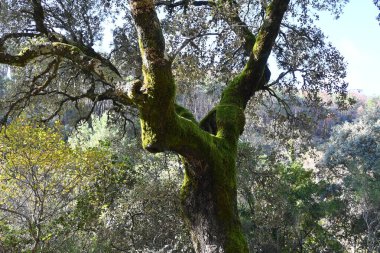 Ağaçta yeşil yosun