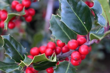 Ağaçta böğürtlen olan kırmızı çobanpüskülü yapraklarını kapatın. yüksek kaliteli fotoğraf