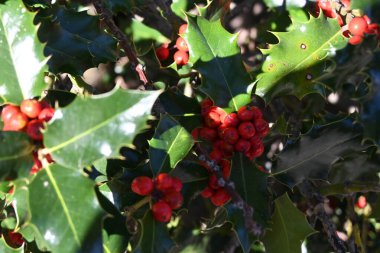 Ağaç dalındaki kutsal meyvelerin manzarasını kapat..