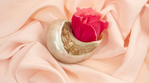 red rose in sea shell on a pastel background minimal creative concept of love flat lay
