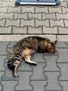 Güzel doğa ve eski kaleler  