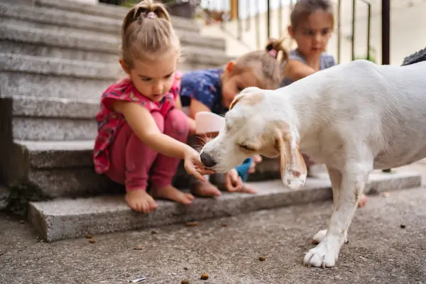 Üç kız merdivenlerde oturup, dost canlısı bir köpeği beslerken eğleniyorlar..