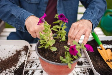İlkbaharda ekerken eller renkli petunyaları besler.