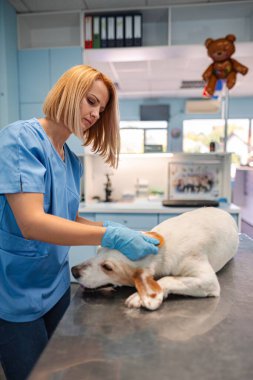 Nazik bir veteriner renkli bir klinikte gülümseyerek bir köpeği nazikçe fırçalar..