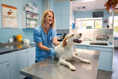 Neşeli bir köpek klinikteki gülümseyen bir veterinerden sağlık kontrolü alır..