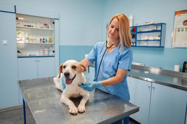 Bir veteriner iyi aydınlatılmış klinik ortamında neşeli bir köpeği nazikçe kontrol eder..