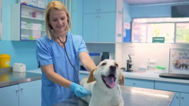 Mutlu bir köpek veterinerde nazik bir şekilde tedavi edilir ve sıcak bir atmosfer yaratır..
