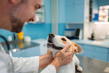 Şefkatli bir veteriner, neşeli bir köpeği sevgi ve ilgiyle karşılar..