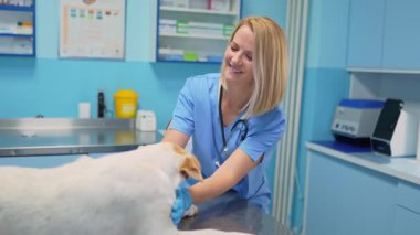Bir veteriner, parlak bir klinikte mutlu bir köpeği sevgiyle muayene eder ve neşe yaratır..