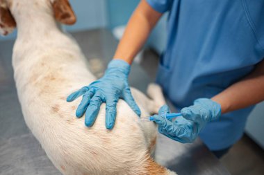Kendini adamış bir veteriner, sağlık kontrolü sırasında kürklü bir hastaya gerekli aşıyı sağlar..