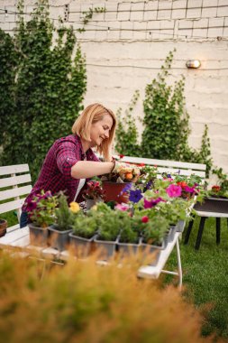 Açık havada renkli çiçeklerle ilgilenen hevesli bahçıvan..