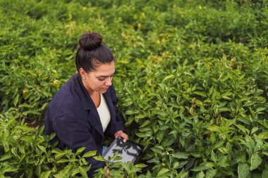 Serada çalışan genç bir kadın, ekinleri incelemek için dijital tablet kullanıyor.
