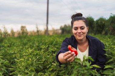 Tarlada yeni toplanmış kırmızı biberi kameraya sunan dişi çiftçi.