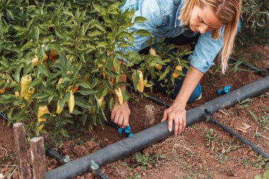 Biber tarlasında çalışan dişi çiftçi bitkiler için en uygun sulama sistemini ayarlıyor.