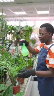 Young Adult gardener spraying water on plants in a flower shop footage