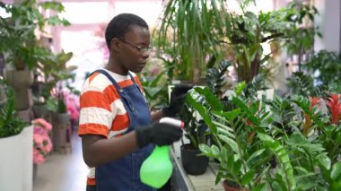 Young african american florist spraying water on plants in flower shop footage