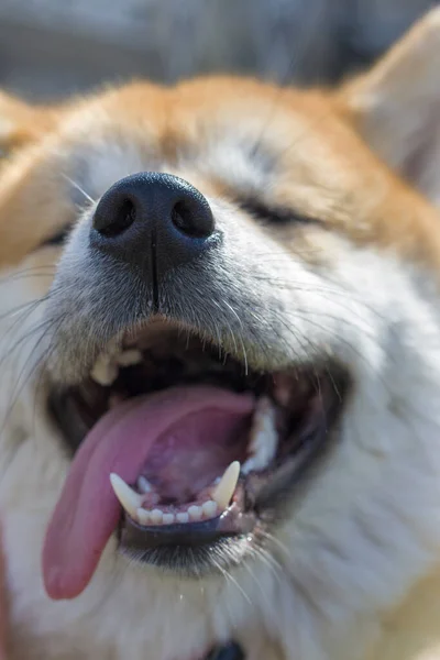 Счастливая Собака Сияет Радости Улыбаясь Камеру Яркие Глаза Расслабленный Рот — стоковое фото