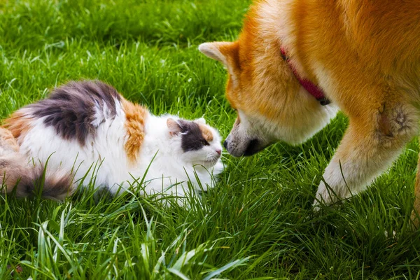 The war between cat and dog is a classic rivalry that has been depicted in media and pop culture. While some cats and dogs can coexist peacefully, others may engage in playful or hostile behavior towards each other.
