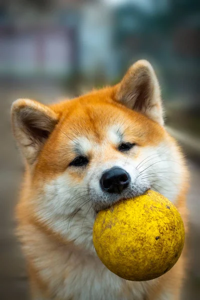 Cão Akita Está Segurar Uma Bola Amarela Suja Boca Bola — Fotografia de Stock