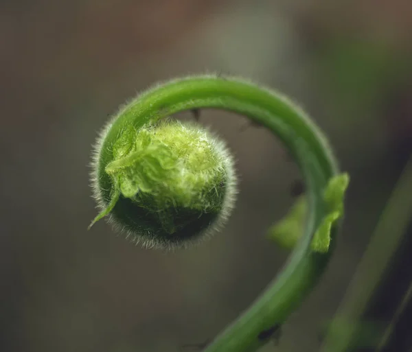 Güzel botanik fotoğrafı, doğal duvar kağıdı.