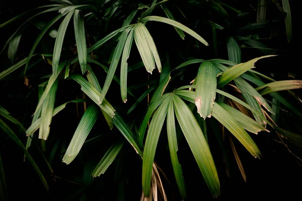 Dark Tropical Leaves Green Orrange Colors Seamless Pattern Luxury Wallpaper — Stock Photo, Image