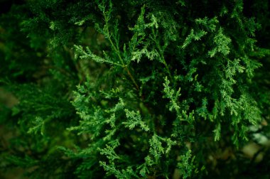 Batı kırmızı sedir dalı - Latince adı - Thuja plicata. Firavun ağacı brunch 'ı yaklaşıyor. Arka plan bulanık. Yumuşak köknar ağacı brunch 'ı yakın çekim. Noel duvar kağıdı konsepti. Uzayı kopyala Koyu yeşil tropik yaprak.