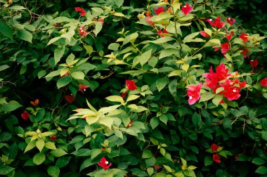 Çiçek ve yapraklardan oluşan yaratıcı bir düzen. Düz yatıyordu. Doğa konsepti. Çiçek tebrik kartı. Renkli bahar çiçeği arkaplanı, metin için alan. Doğa Moda Dekoratif Tasarımı.