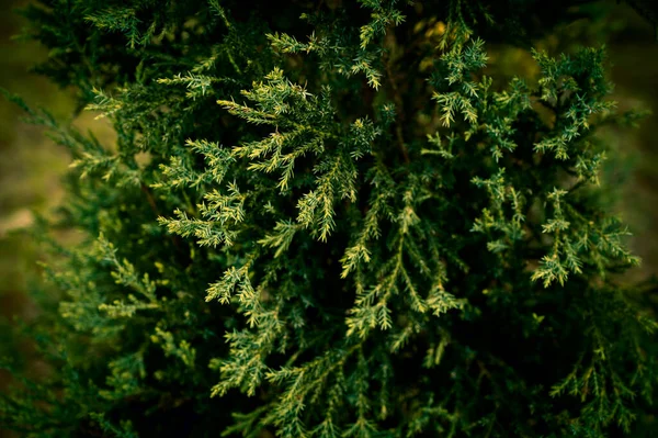 Δυτικό Κόκκινο Κλαδί Κέδρου Λατινικό Όνομα Thuja Plicata Δεκατιανό Δέντρα — Φωτογραφία Αρχείου