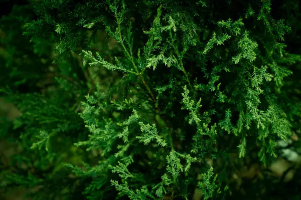 Western Red Cedar Branch Latin Name Thuja Plicata Fir Tree — Stock Photo, Image