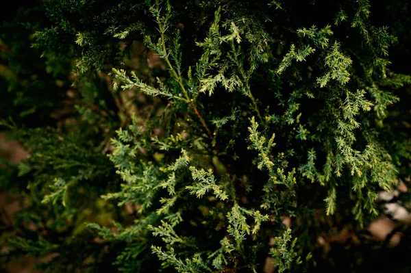 Batı Kırmızı Sedir Dalı Latince Adı Thuja Plicata Firavun Ağacı — Stok fotoğraf