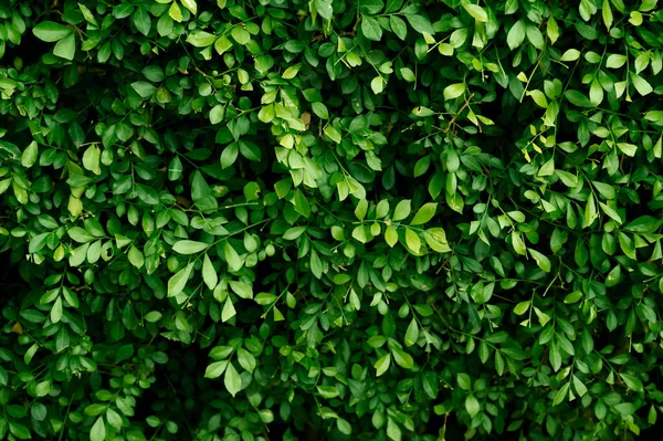 Green Leaves texture background wallpaper.- Image. Green leaf square frame. Green leaves background or the natural walls texture. dark wallpaper concept, nature background, tropical leaf