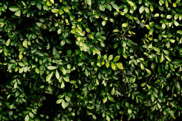 Stock image Green Leaves texture background wallpaper.- Image. Green leaf square frame. Green leaves background or the natural walls texture. dark wallpaper concept, nature background, tropical leaf