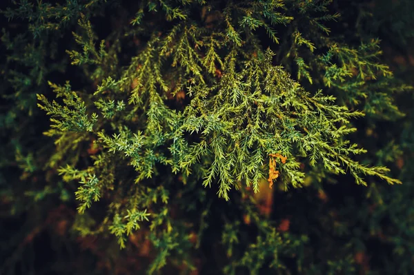 西部の赤い杉の枝 ラテン語名 Thuja Plicata 木の枝を閉じてください 背景をぼかす ふわふわのモミの木のブランチを閉じます クリスマスの壁紙のコンセプト コピースペース 濃い緑色の熱帯の葉 — ストック写真